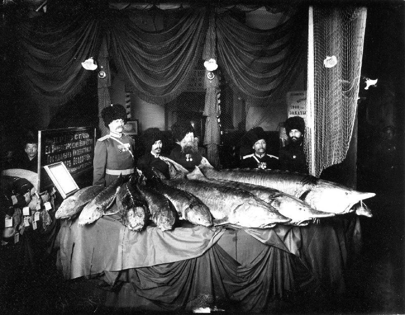 乌拉尔哥萨克在全俄渔业展览会上，1901-1902年