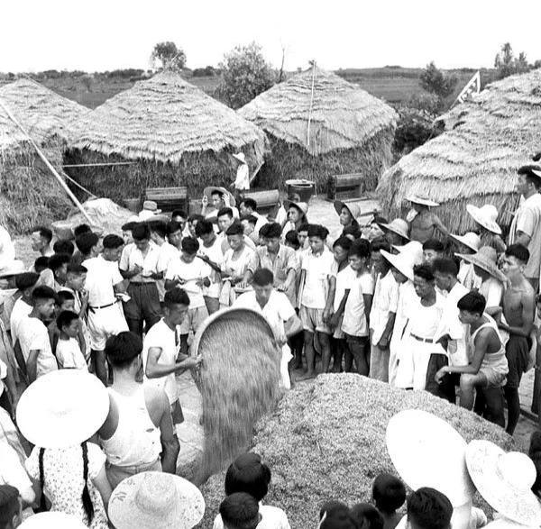1959年，上海金山县浩光人民公社试验田收割后，稻场上的“丰收”场景