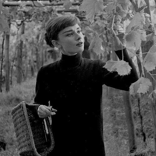 #中文 奥黛丽·赫本吃葡萄（1955年#中文 奥黛丽·赫本吃葡萄（1955年