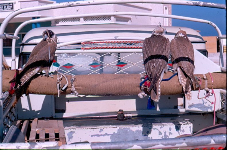 1969年 卡塔尔1969年 卡塔尔