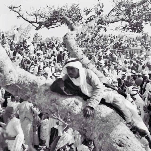 1943年，巴勒斯坦，一个男人在树上看着人群