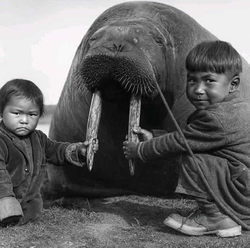 1930年，美国阿拉斯加州 两个孩子和一只海象玩耍