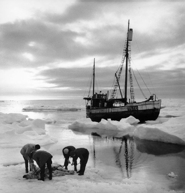1947年，摄影师Lennart Nilsson前往Hvitoya（斯瓦尔巴群岛）记录了北极熊的捕猎情景