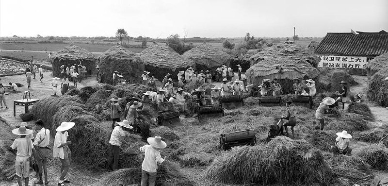 中国，吴江县震泽公社县委万斤试验田丰收，1959年