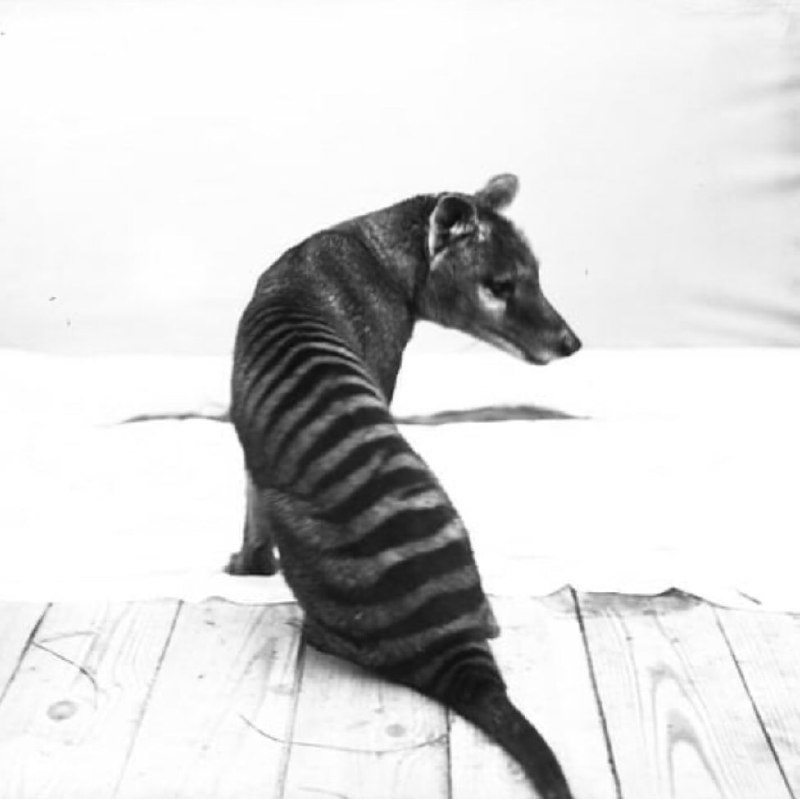 已经灭绝的袋狼，最后一只袋狼死于 1936年 （照片拍摄于1910-1919年） #历史已经灭绝的袋狼，最后一只袋狼死于 1936年 （照片拍摄于1910-1919年） #历史