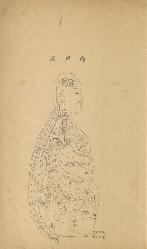 1800 到 1950年，內照圖.#中医这本医学文本展示了中医定义的人体的五大脏器（心脏、肝脏、脾脏、肺脏和肾脏）和六个小脏器（胆囊、胃、小肠、大肠、膀胱和三焦经络）