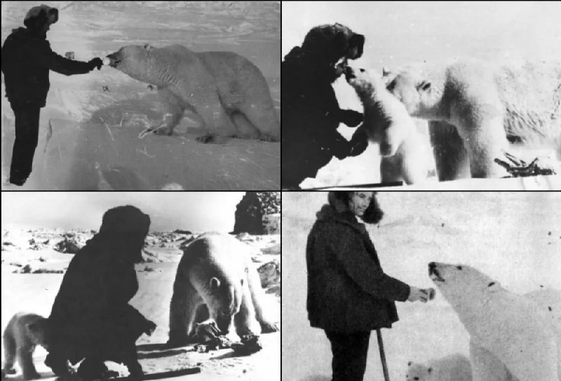 1976年，苏联探险家Nikolai Machulyak用炼乳喂养北极熊和幼崽