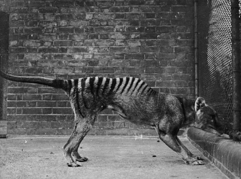 已经灭绝的袋狼，最后一只袋狼死于 1936年 （照片拍摄于1910-1919年） #历史已经灭绝的袋狼，最后一只袋狼死于 1936年 （照片拍摄于1910-1919年） #历史