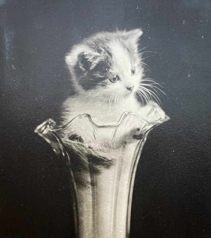 1909年的一只小猫