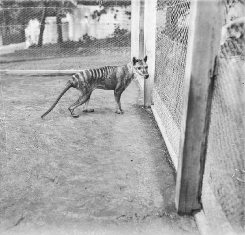 已经灭绝的袋狼，最后一只袋狼死于 1936年 （照片拍摄于1910-1919年） #历史已经灭绝的袋狼，最后一只袋狼死于 1936年 （照片拍摄于1910-1919年） #历史