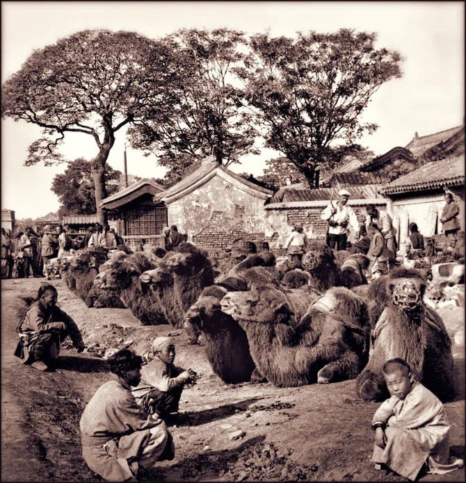 1901年，中国的公共运输——铁路的替代品——北京的骆驼广场